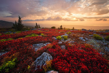 Amazing Wonders