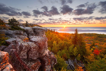 Near Wild Heaven