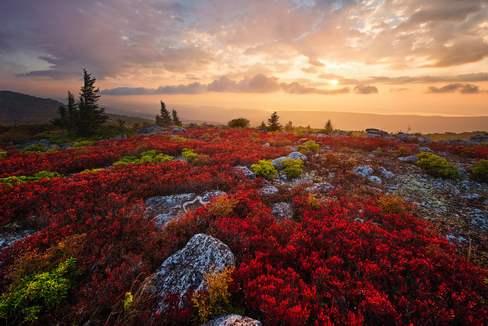 West Virginia, Bear Rocks, Dolly Sods Wilderness, Canaan Valley, Hemlock, Mountain Laurel, Dolly Sods, Allegheny Mountains, Bear...