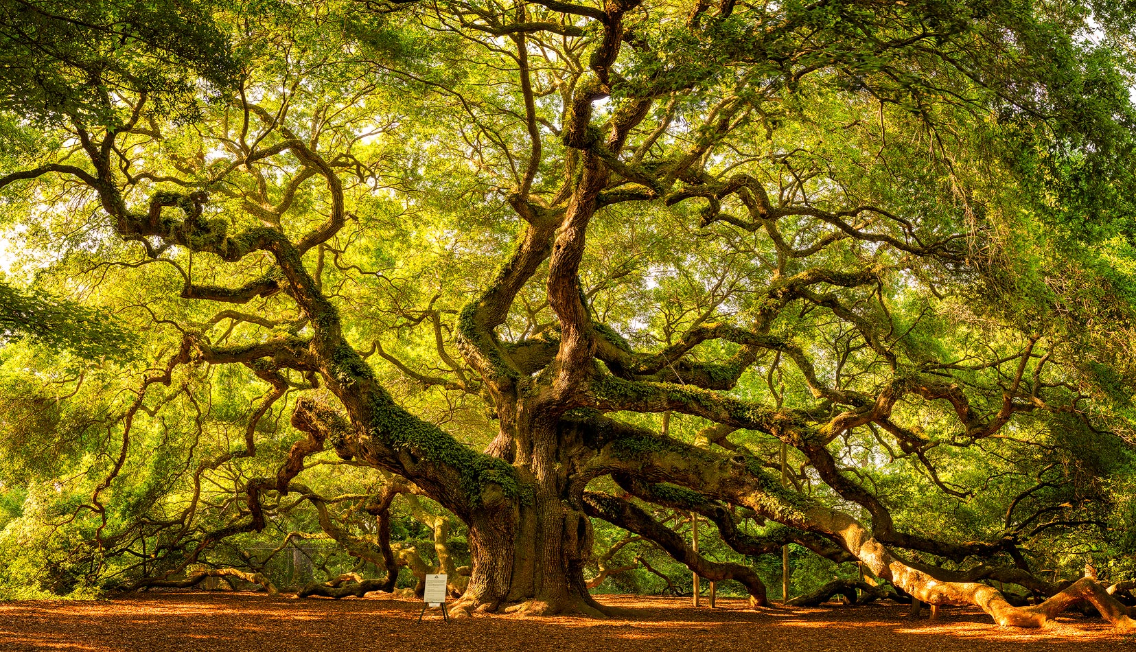 Original panoramic image size 50 x 30 inches This oak tree is just pure amazing, she stands alone (over 1500 years old), but...