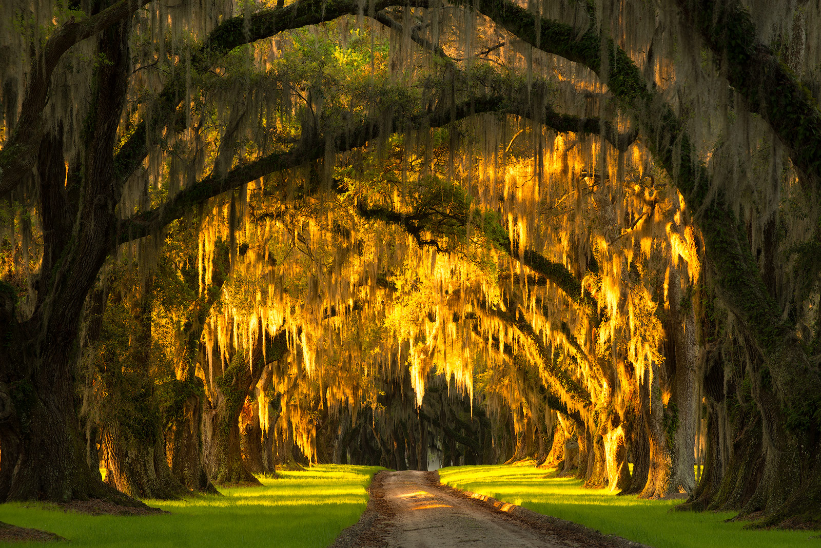 South Carolina, Avenue of Oaks, Oak, Trees, Line trees, Sunrise, road, plantation, southern living, Charleston, low country...