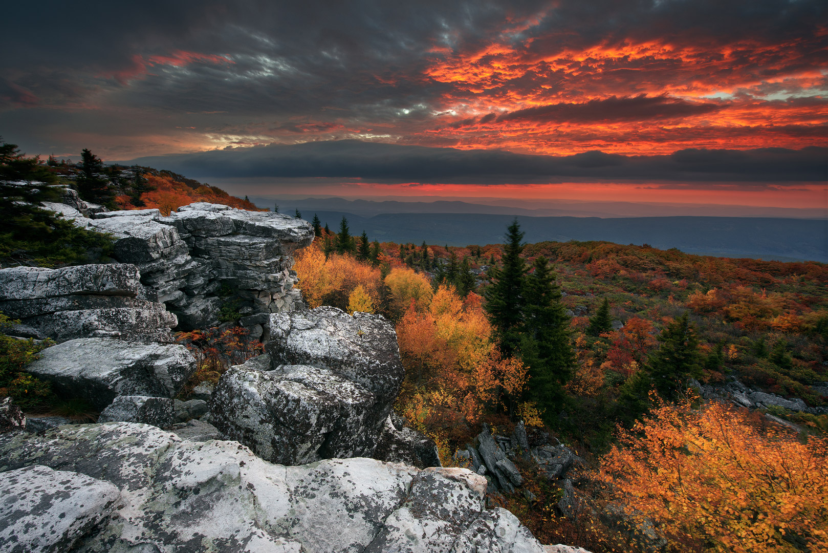 Rhododendron, Ferns, West Virginia, Bear Rocks, Dolly Sods Wilderness, Canaan Valley, Hemlock, Dramatic Sky, Dolly Sods, Allegheny...