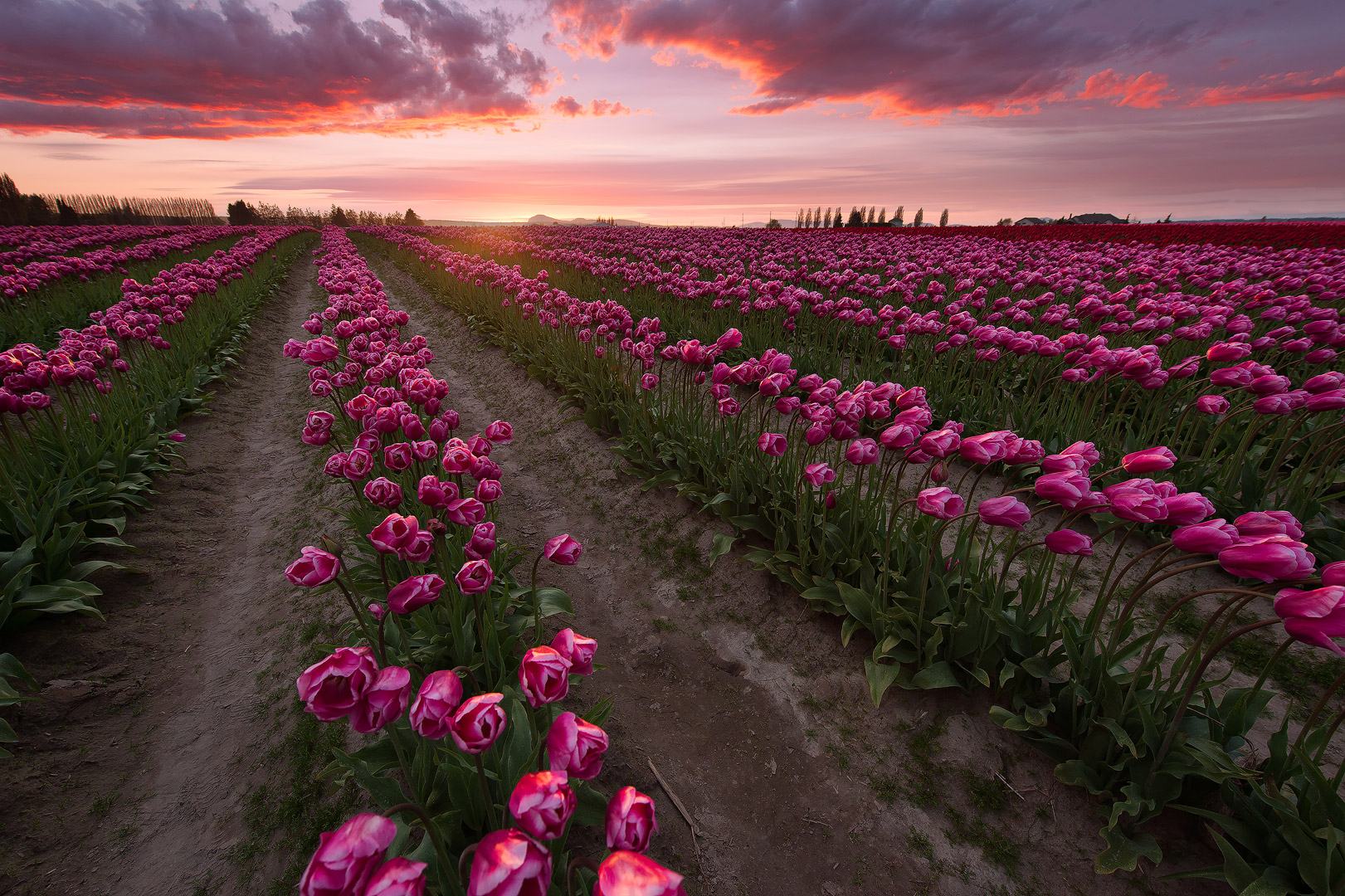 harvested blooms, laconner, washington, tulips, flowers, pink, sunset, farms, bernard chen, timescapes
