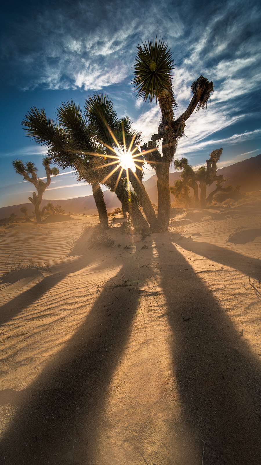 california, joshua tree, desert, sunburst, sand dune, sun, wind, clouds, landscape