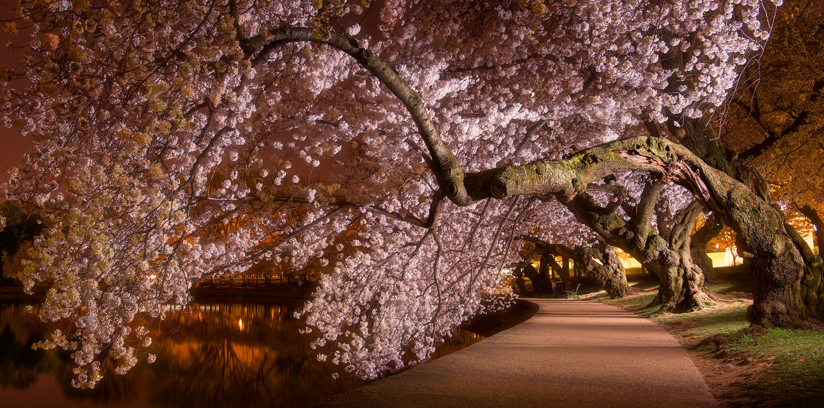 Washington DC, cherry blossom, blossoms, tidal basin, spring, april, pink, solitude, walkway, quiet, bernard chen, timescapes...