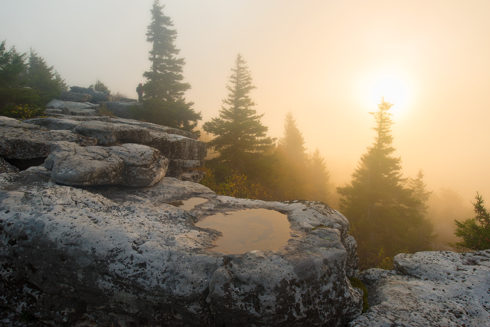 West Virginia, Bear Rocks, Dolly Sods Wilderness, Canaan Valley, Mountain Laurel, Dolly Sods, Allegheny Mountains, Bear Rocks...