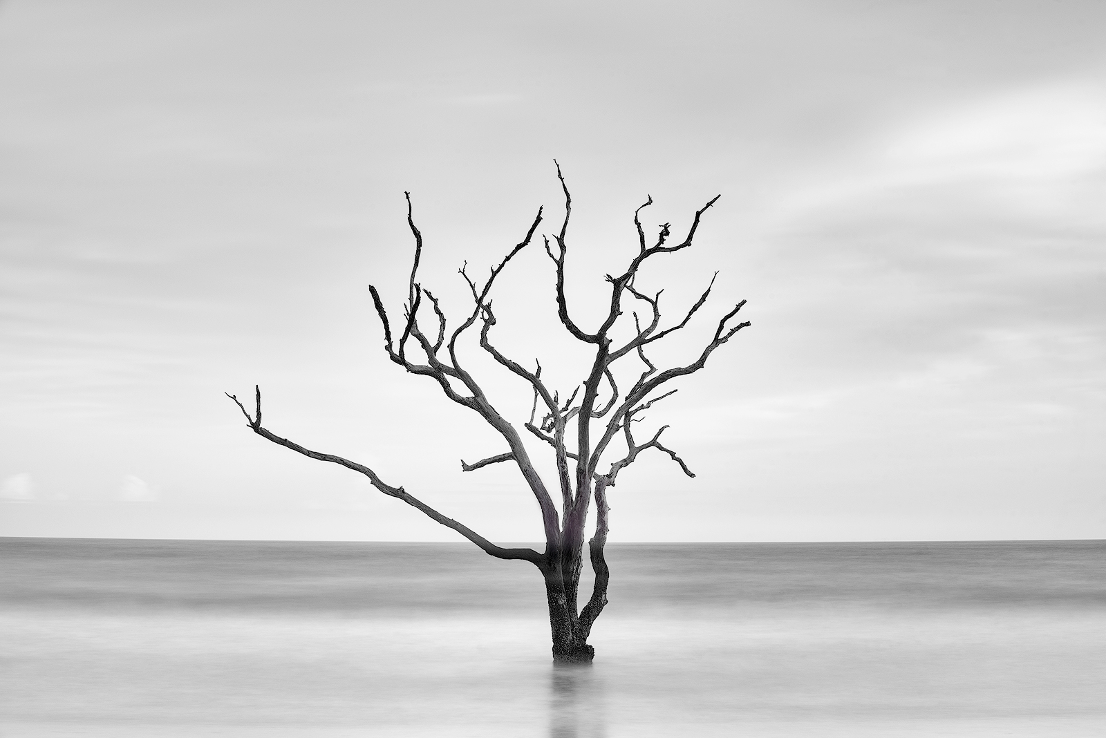south carolina, edisto island, boneyard beach, black and white, simplicity, lone tree, beach, sand, sunrise, low country, botany...