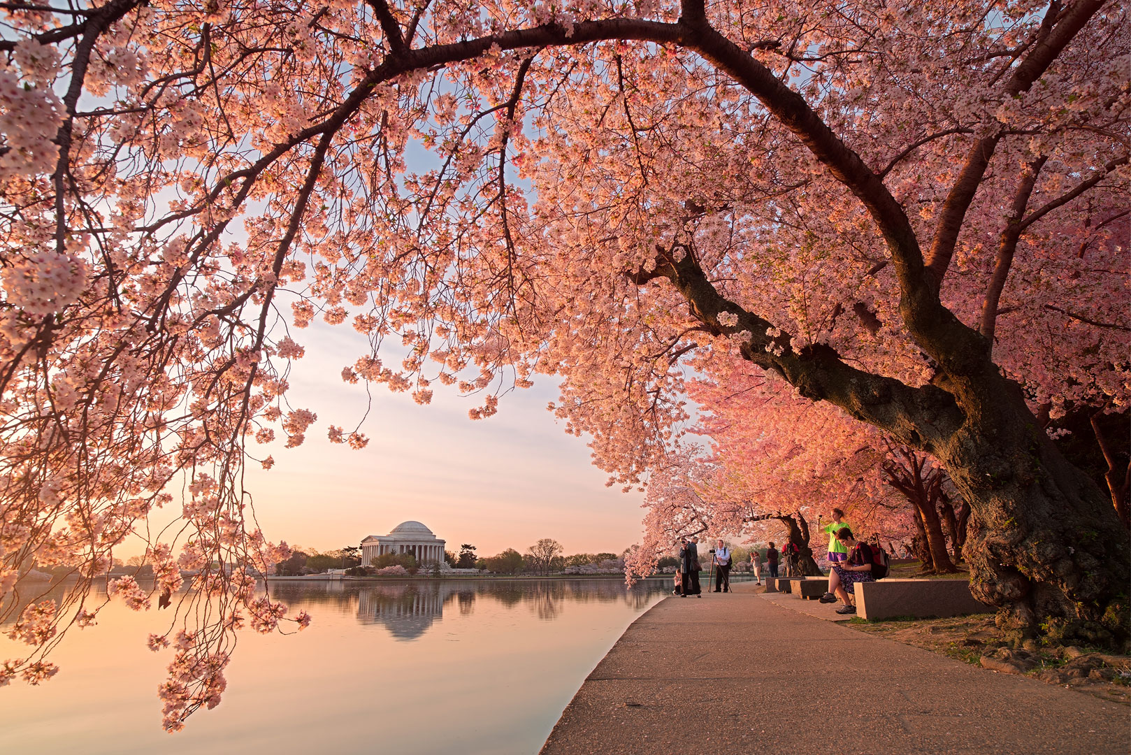 Spring Awakening, Washington DC, cherry blossom, blossoms, tidal basin, spring, april, pink, solitude, walkway, quiet, bernard...