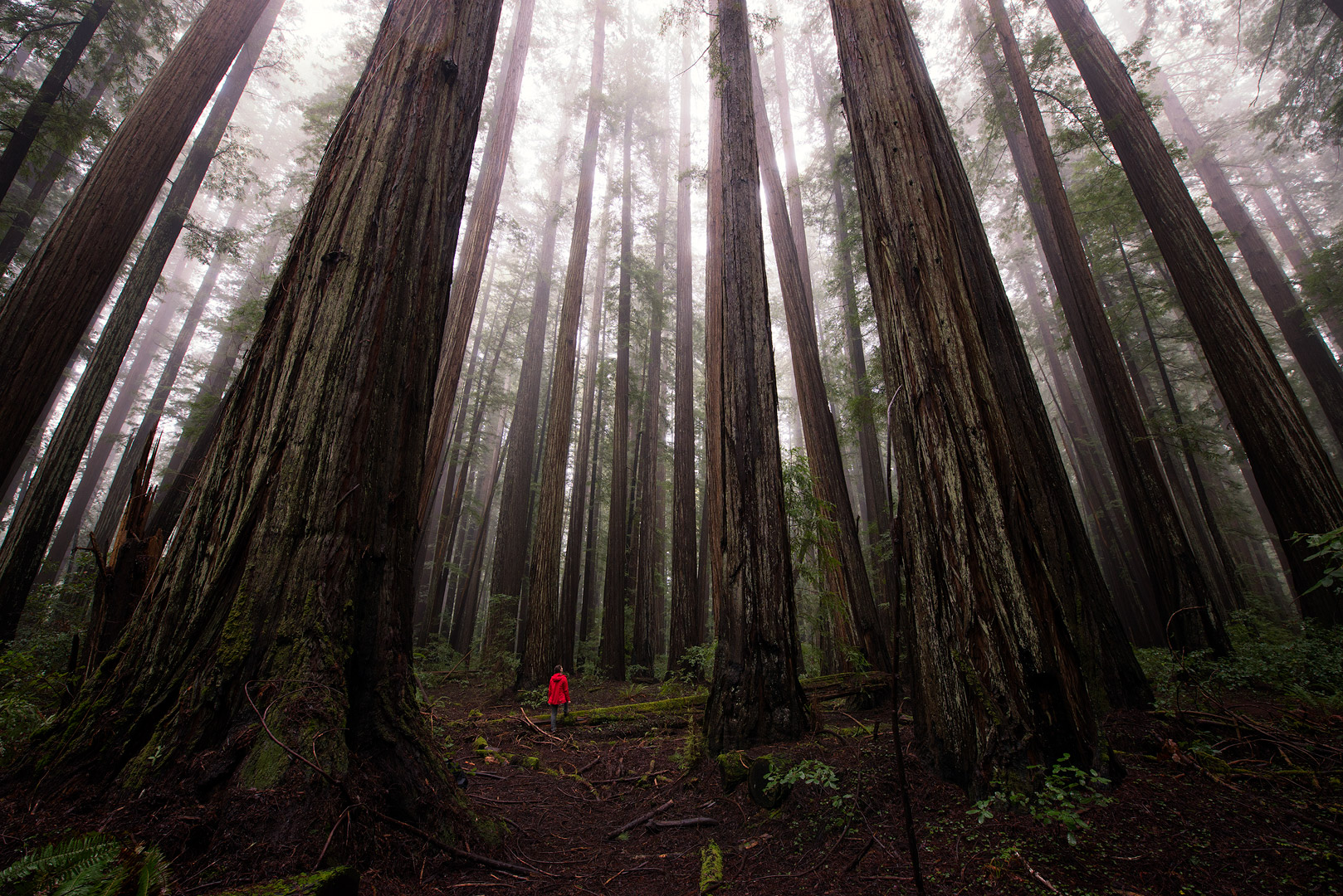 Humboldt Redwoods State Park, California, Giant Redwoods, Redwoods, Trees, Amazing Trees, Oldest Trees, Bernard Chen